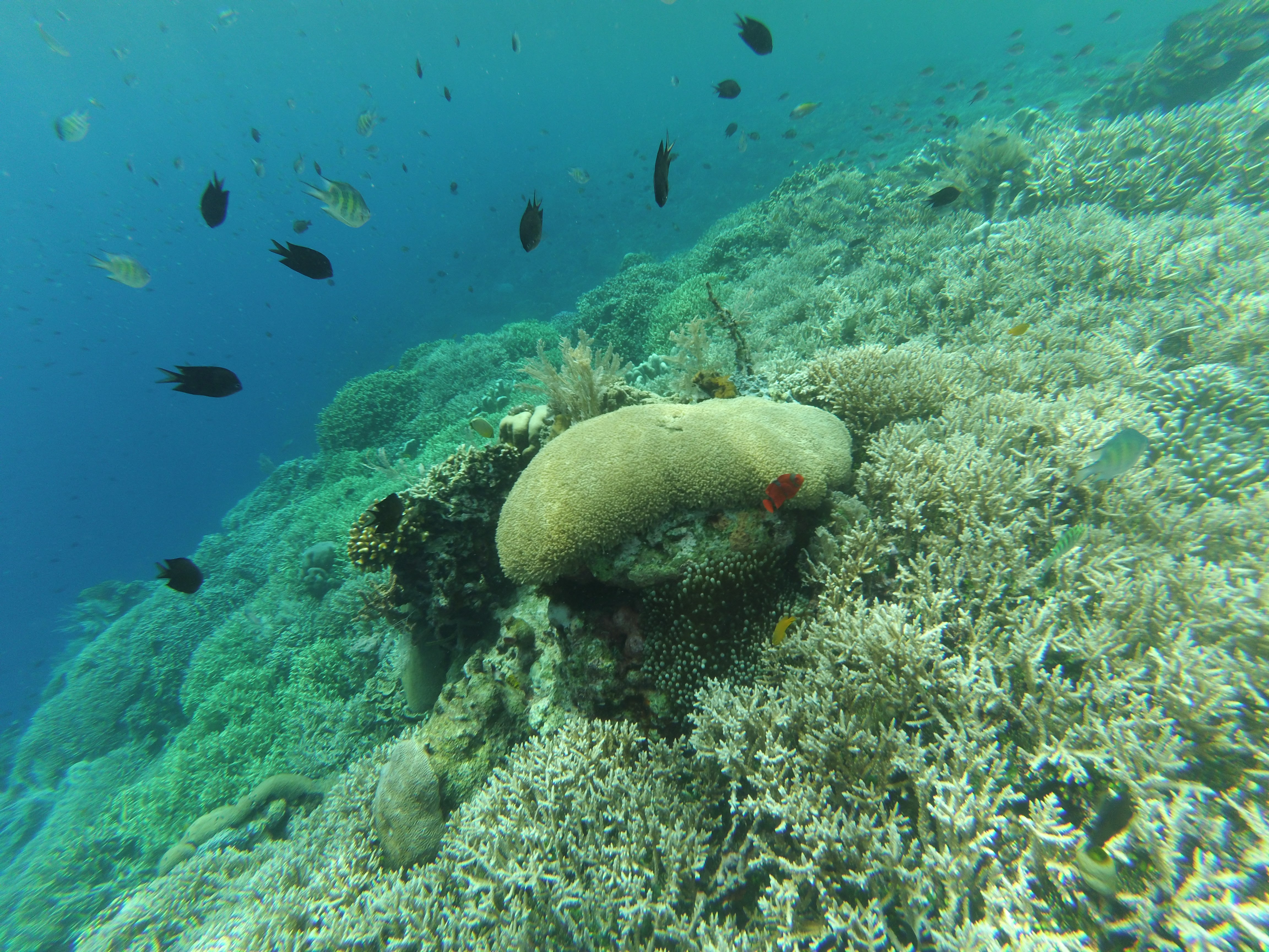 corales de bunaken